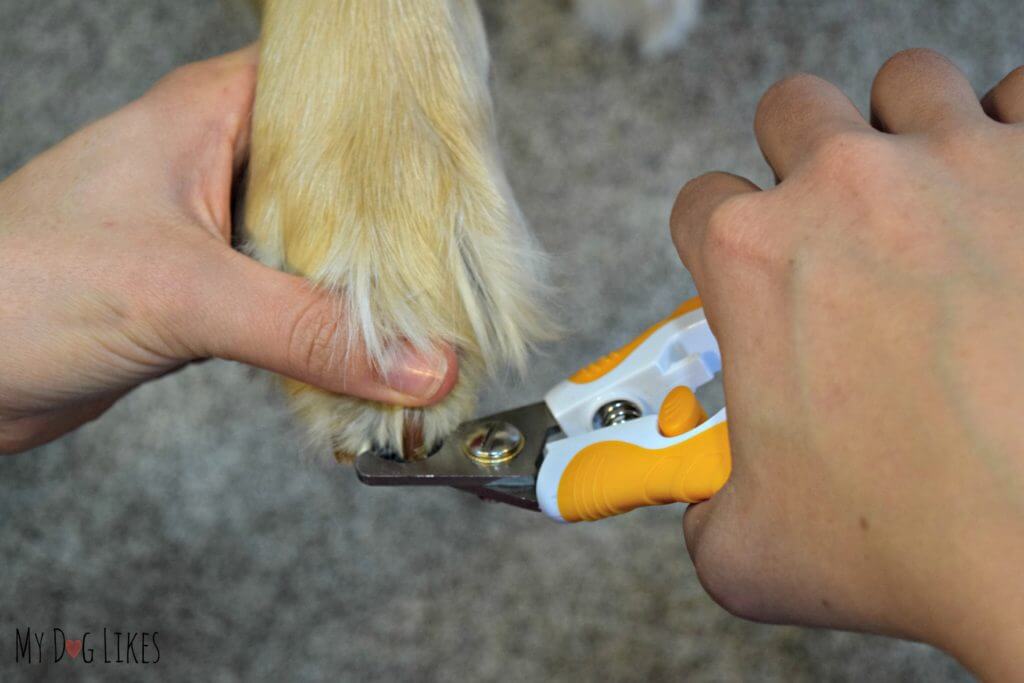 Trimming a Dog's Nails with Wagglies Dog Nail Clippers