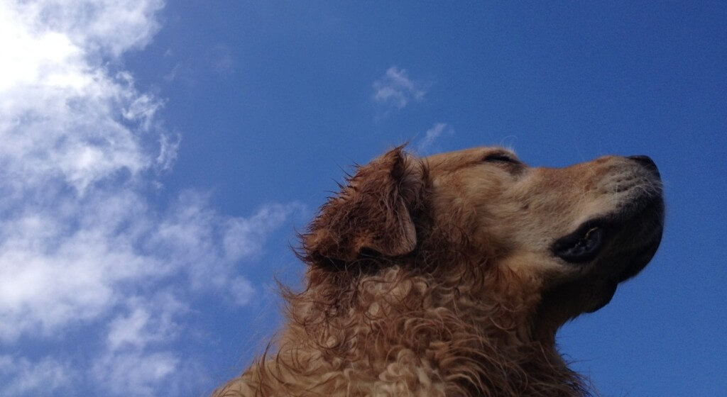 MyDogLikes is a dog blog dedicated to highlighting the best the dog world has to offer.