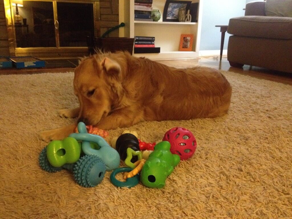 Charlie and his new toys from Petsaver Superstore