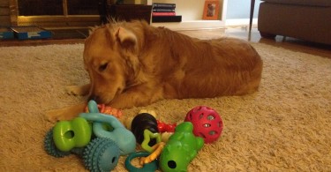 Our puppy Charlie with his new dog toys