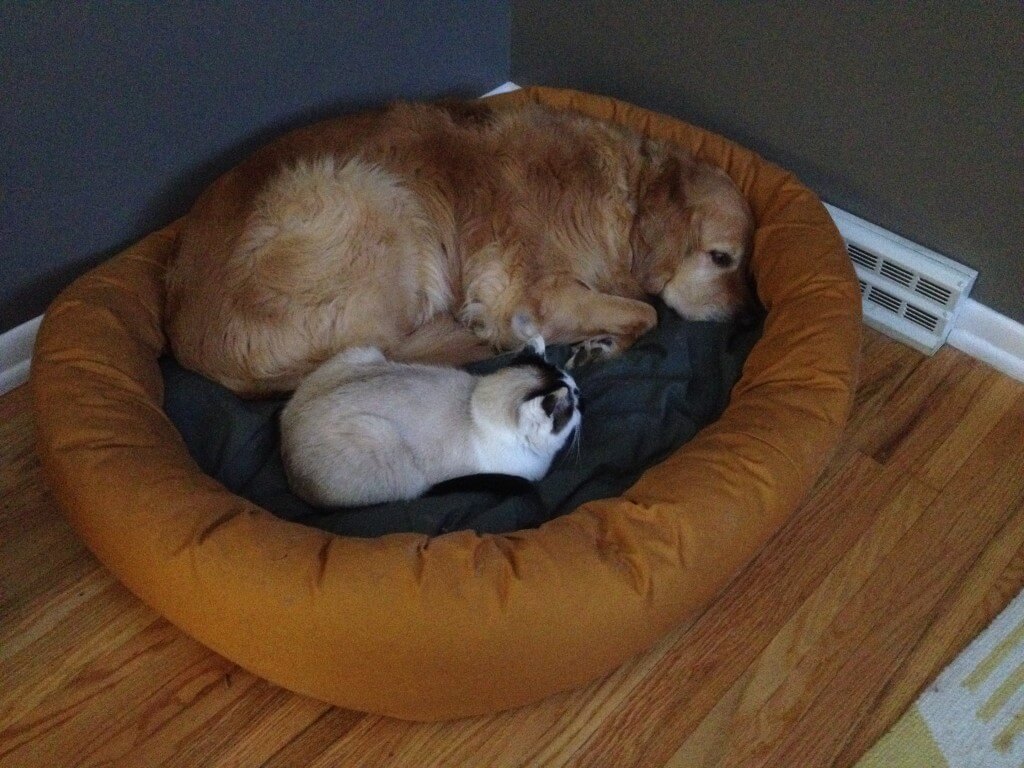 Sharing the Bed