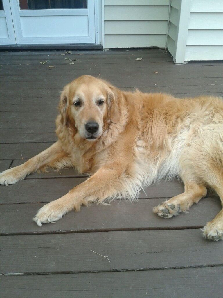 Golden Retriever Photo