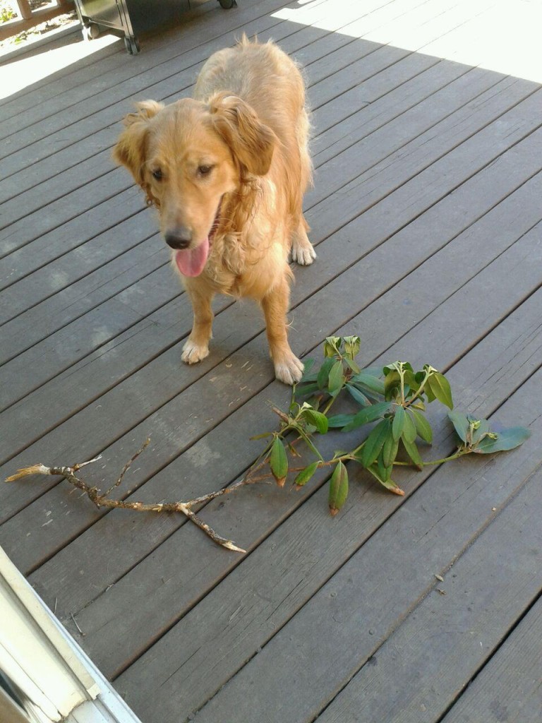 Charlie Hedge Trimming