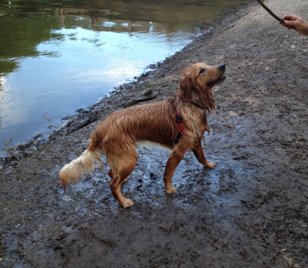 Golden retriever swimming