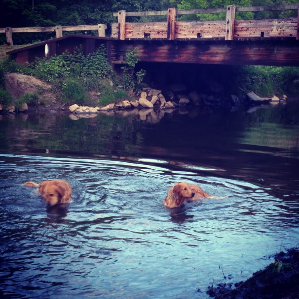 Harley and Charlie taking a dip