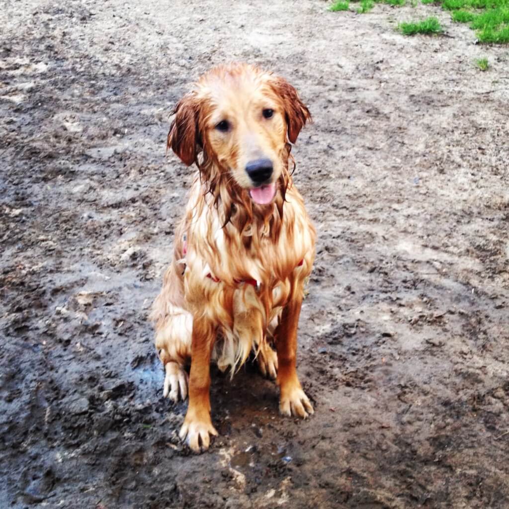 A very wet Charlie!