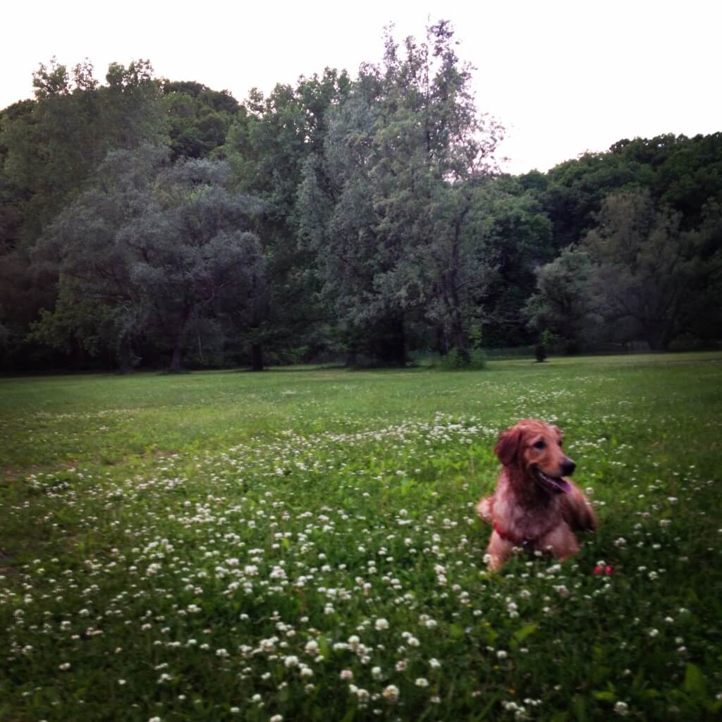 Golden Retriever at the park