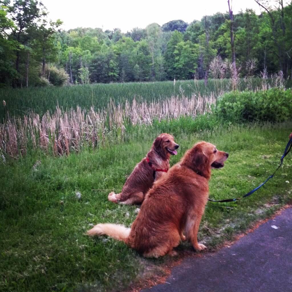 Golden Retrievers