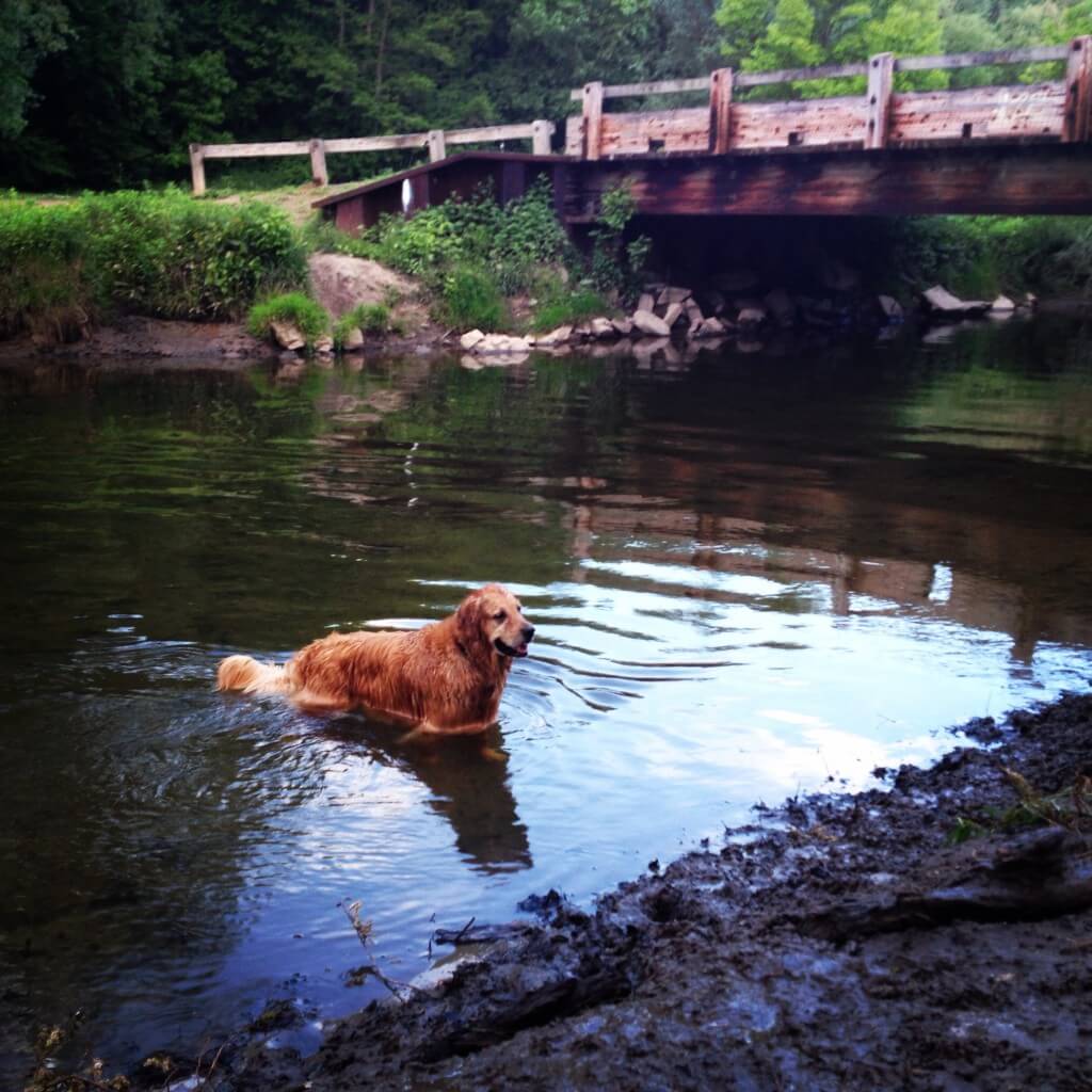 Golden retriever swimming at Ellison Park