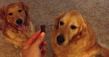 Pet Naturals of Vermont Hip & Joint Chews Review