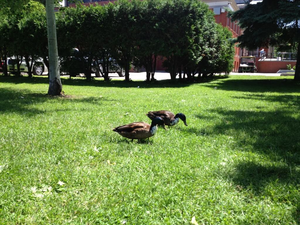 Ducks in Congress Park Saratoga Springs, NY