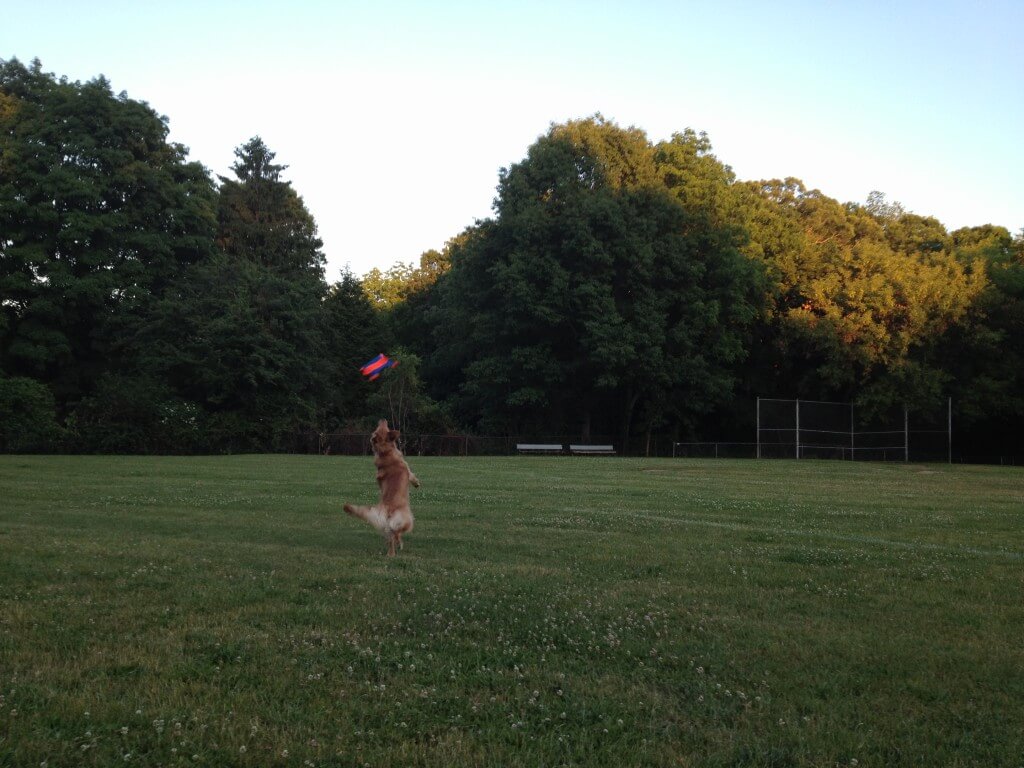 Charlie jumping to catch the Chuckit! Flying Squirrel