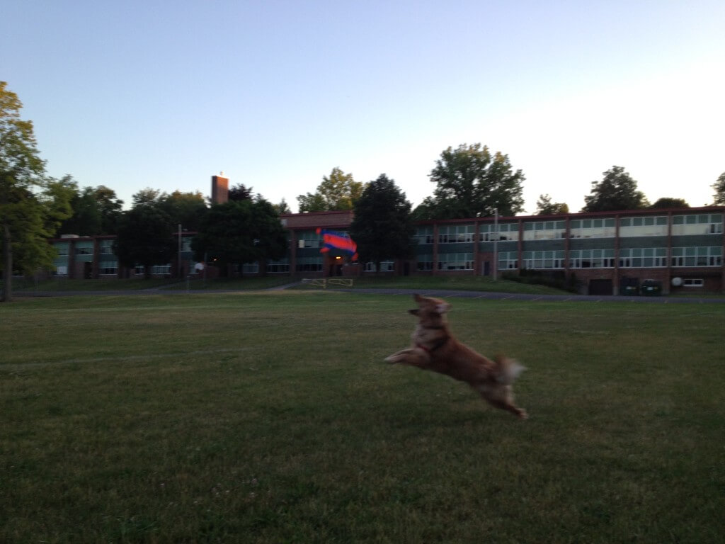 Chuckit! Flying Squirrel