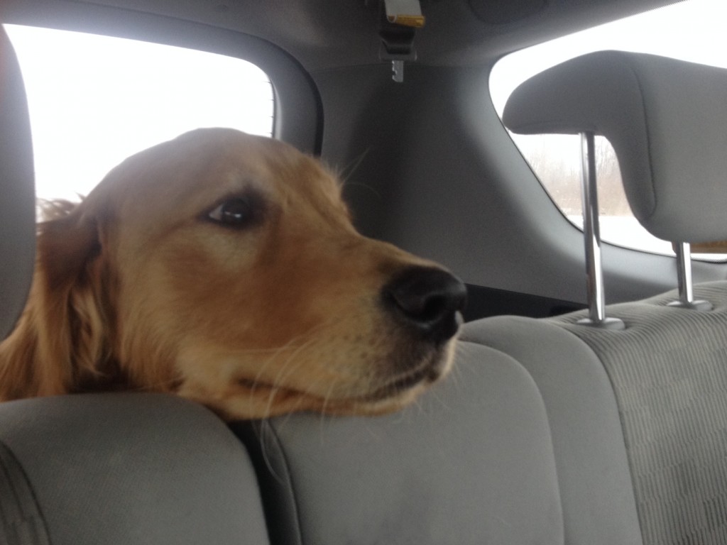 Puppy car ride