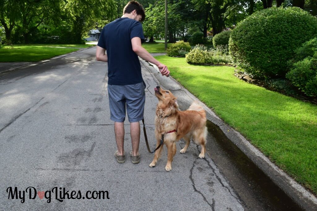 Practicing loose leash walking with Leanlix