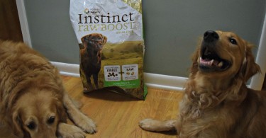 Harley and Charlie waiting to try Natures Variety Instinct Raw Boost