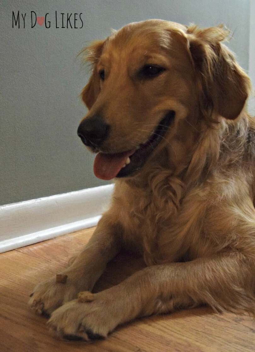 Instinct Raw Boost Review This is No Ordinary Dog Kibble!