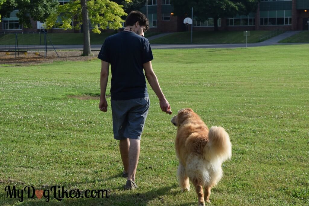 Harley heeling while walking off leash with the help of Leanlix