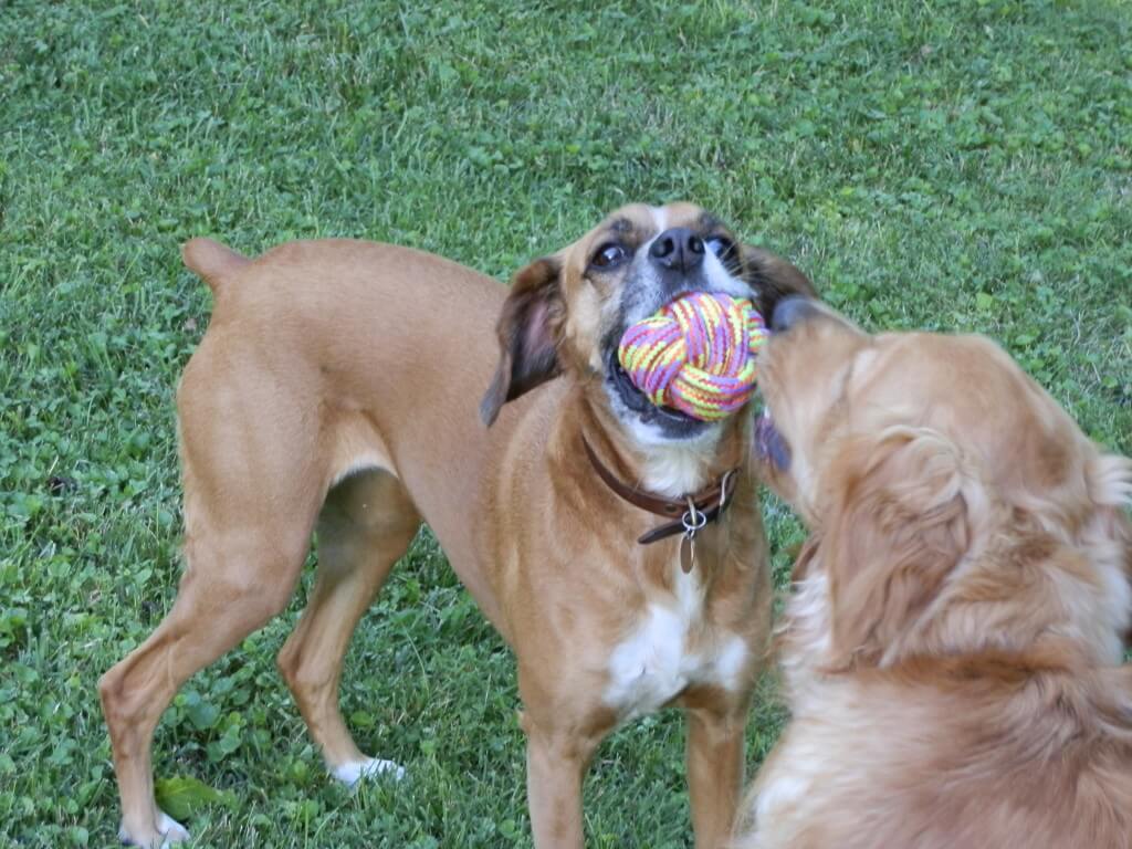 Charlie and Mia Playing with their new Mammoth Flossy Chews