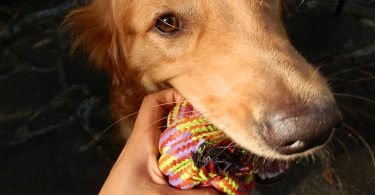 Charlie with his Mammoth Flossy Chews Braidys Ball