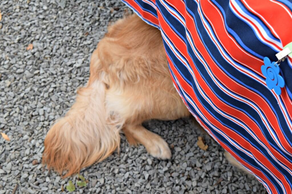 Charlie caught in the act of stealing dog treats!