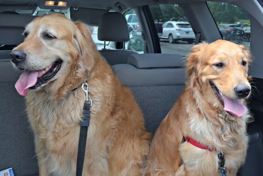 Clearly the boys love attending any dog friendly event! Look at those smiles!