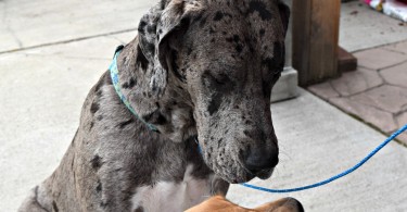 Charlie Meeting Tobey the Great Dane at Grossmans Garden and Home Dog Days of Summer