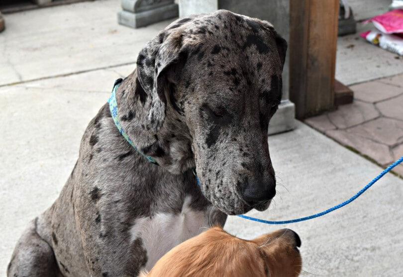 Charlie Meeting Tobey the Great Dane at Grossmans Garden and Home Dog Days of Summer