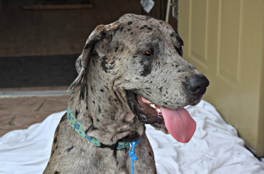 We were lucky to meet this gorgeous Great Dane Tobey!