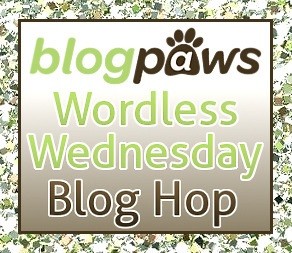 Blogpaws Wordless Wednesday Blog Hop Logo