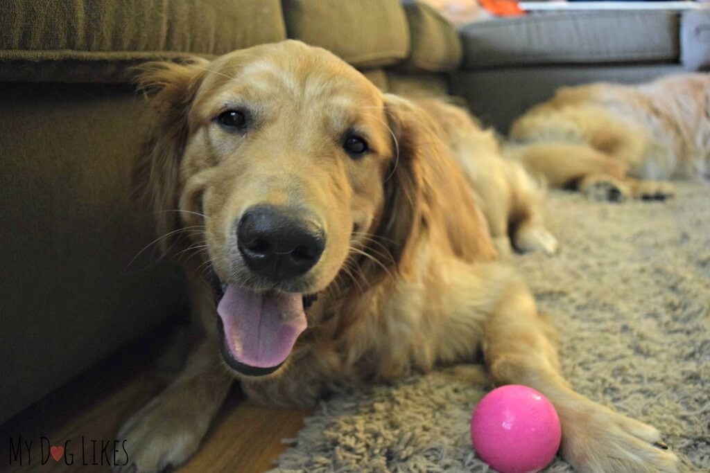 Smiling Golden Retriever Charlie