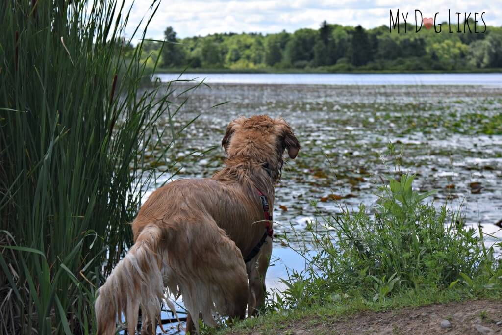 Dog swimming at Mendon Ponds Park near Rochester, NY