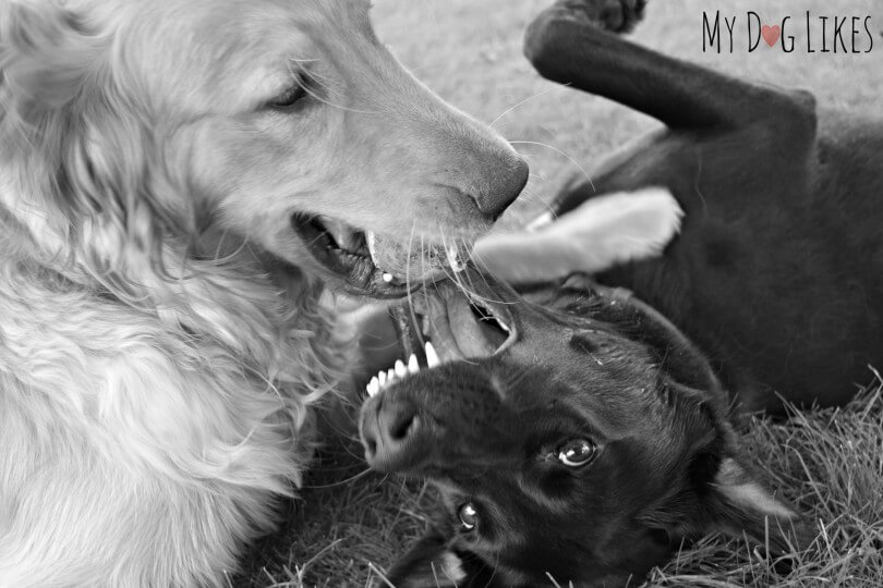 Best friends Charlie and Meera playing on their Puppy Playdate
