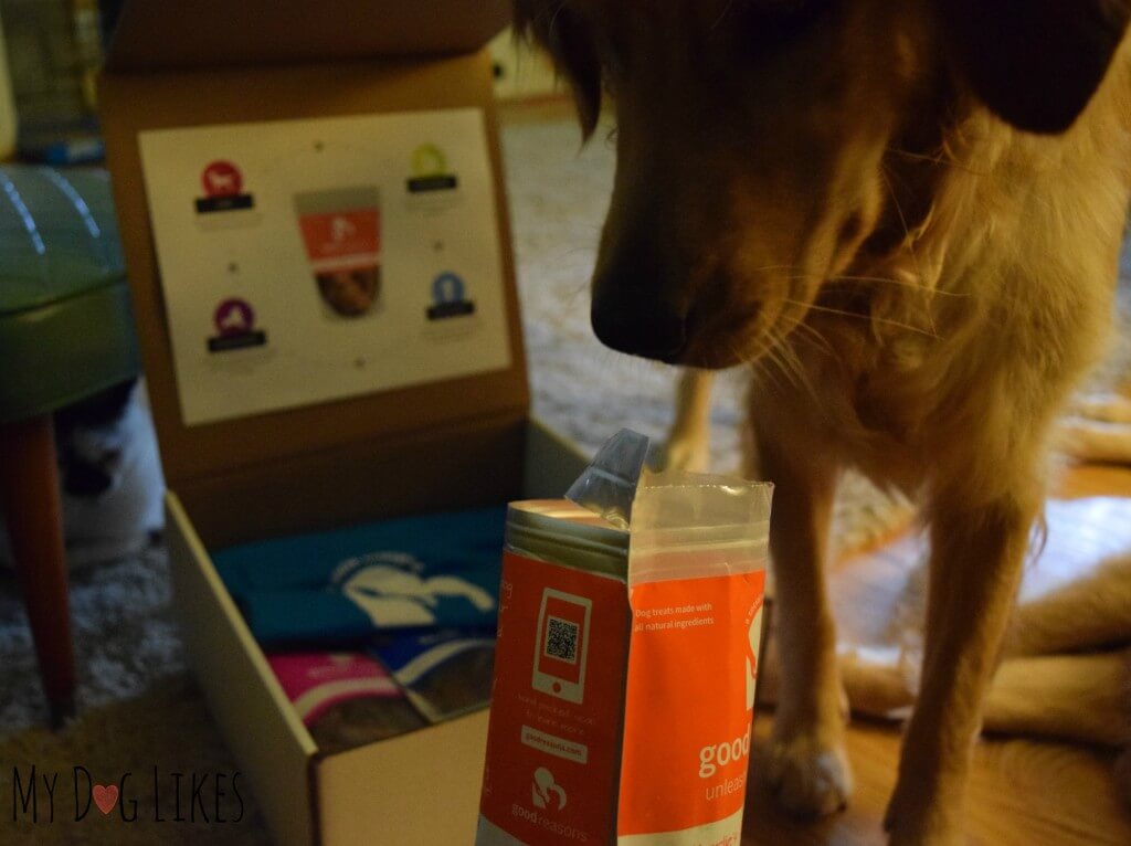 Charlie performing the sniff test on his new dog treats