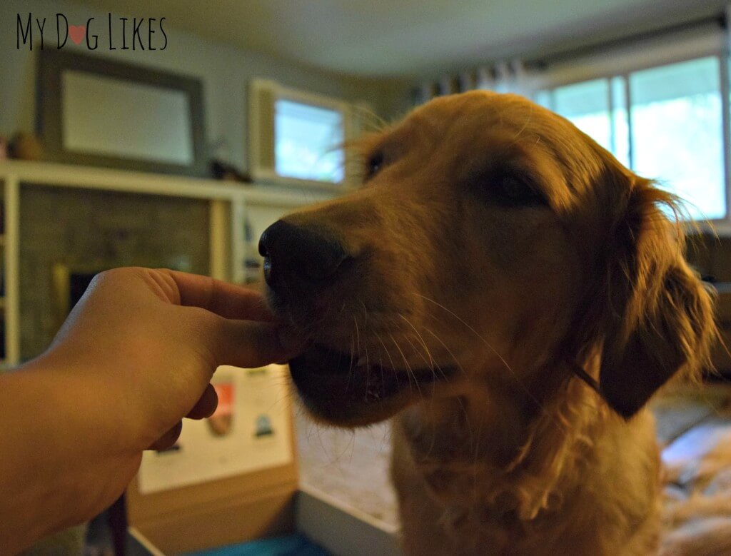 Good Reasons dog treat taste test