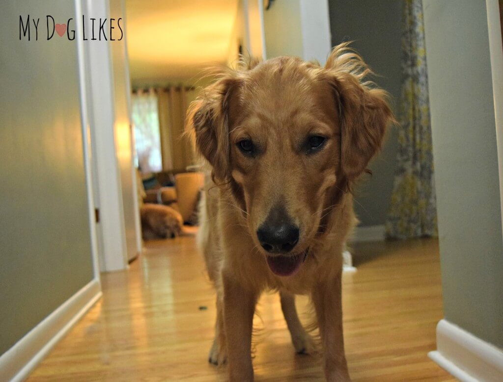 Our adorable Golden Retriever Charlie