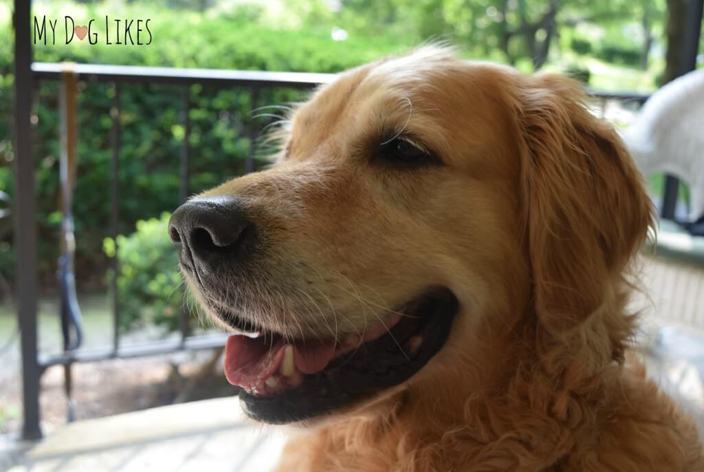 Harley smiling after some Natures Variety SweetSpots Ice Cream