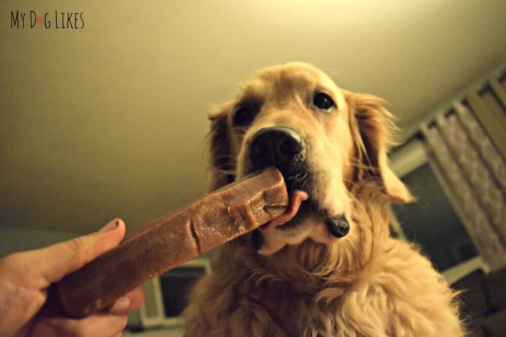 Our Golden Retriever Harley licking a fresh Himalayan Dog Chew