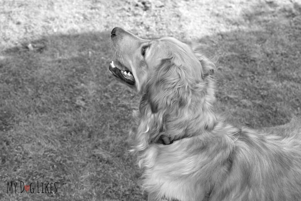 Our dog watching the Bocce game intently.