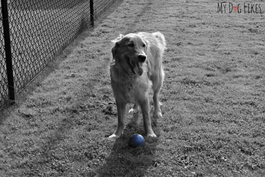 Our Golden Retriever Charlie standing over a Bocce ball