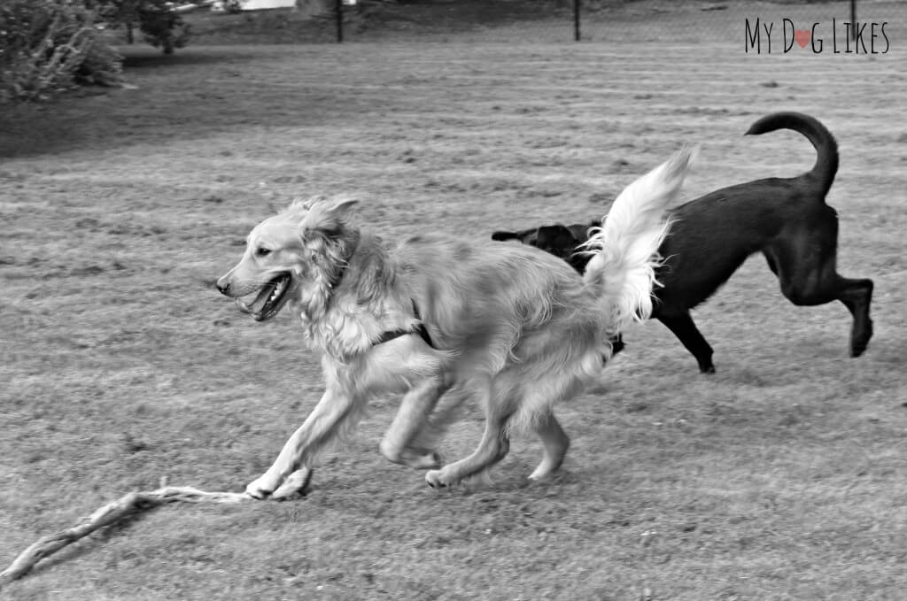 Dogs playing chase in the backyard