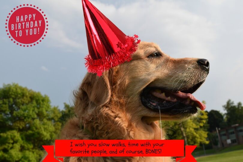 Wishing a very Happy Birthday to our friend Sugar the Golden Retriever!
