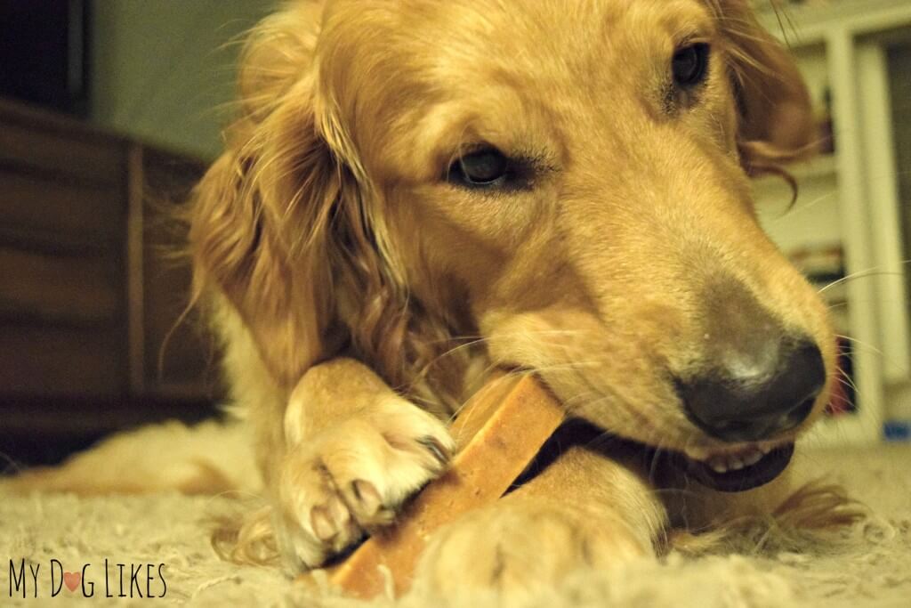 Our Golden Retriever Charlie gnawing on his Himalayan Dog Chew