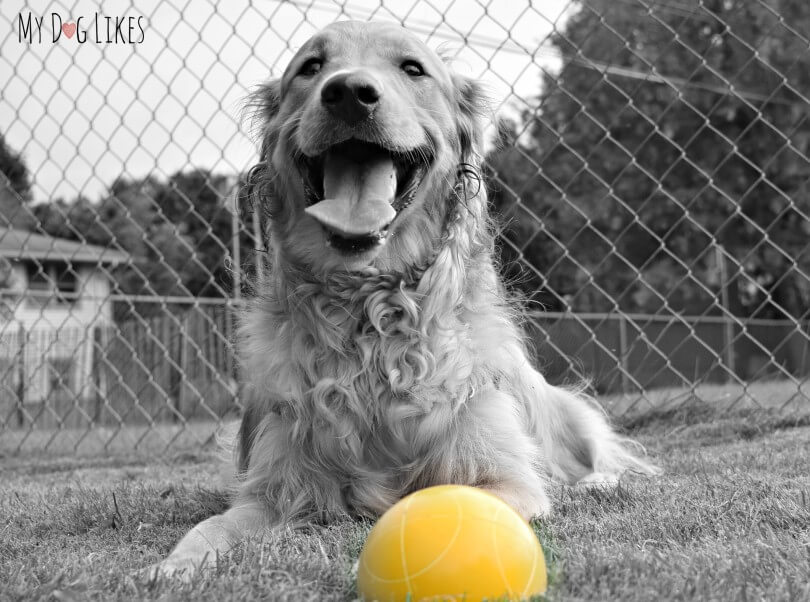 Our Golden Retriever Charlie proud to have grabbed a bocce ball