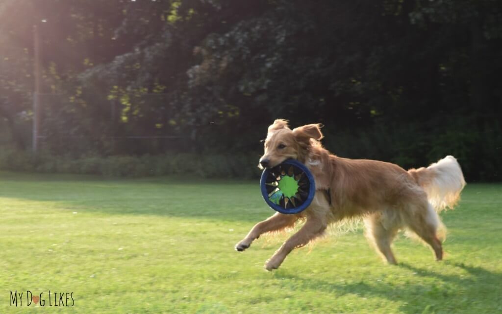 Our Golden Retriever Charlie running free and fetching his frisbee