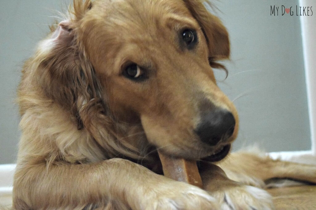 Golden Retriever getting his first taste of a Himalayan Dog Chew