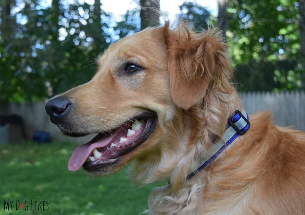 Charlie modeling the Illumidog Reflective Dog Collar in the daytime