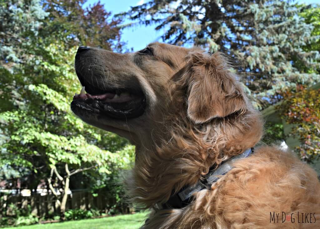 Harley watching for birds while modeling the Illumidog Reflective Dog Collar