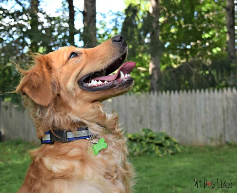 Charlie spotting a squirrel while modeling the Illumidog SOLAS Dog Collar