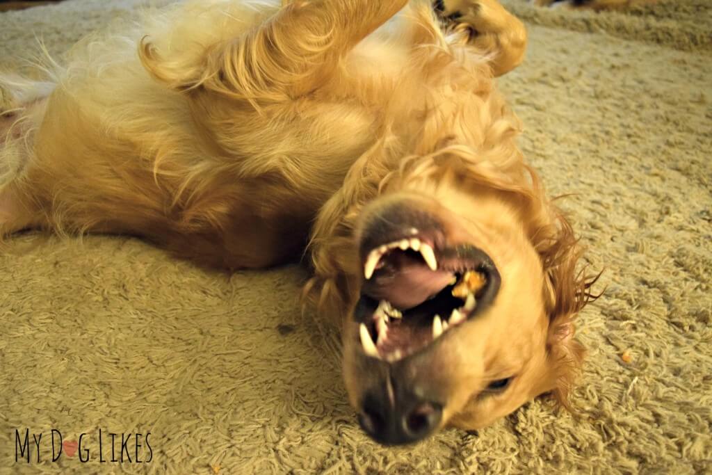 An ecstatic Golden Retriever enjoying a Himalayan Dog Chew